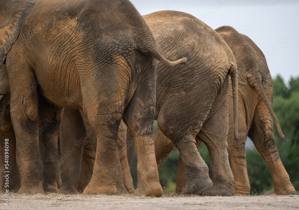 Naklejka premium Asian elephants ass in closed up