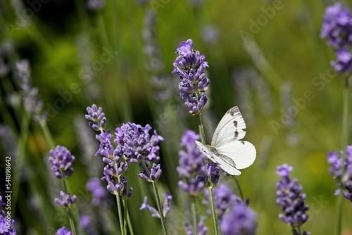 white butterfly on purple flower