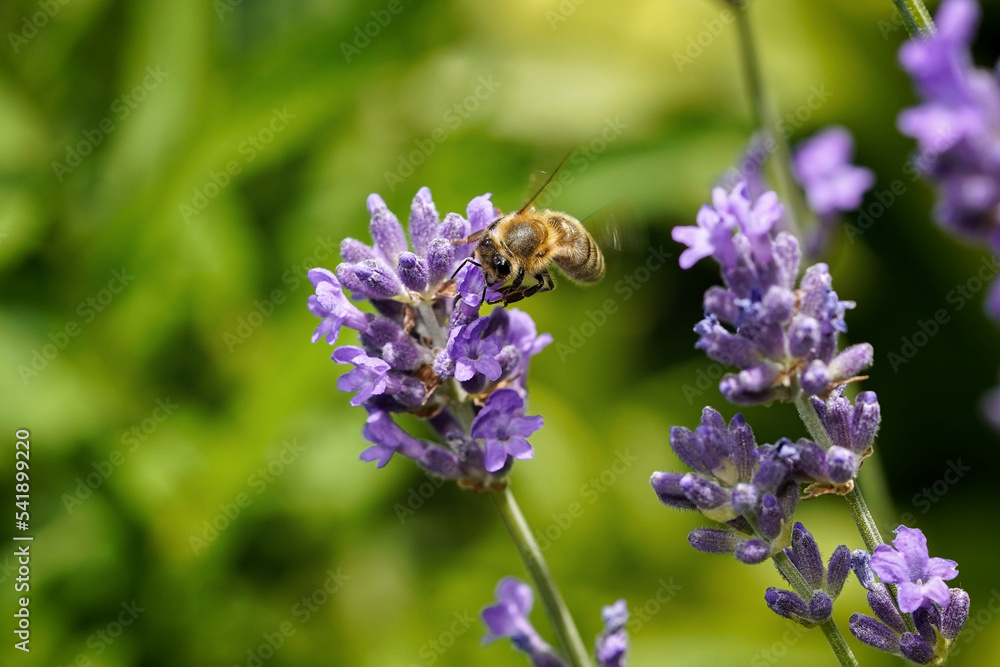 bee on lavender bee on lavender