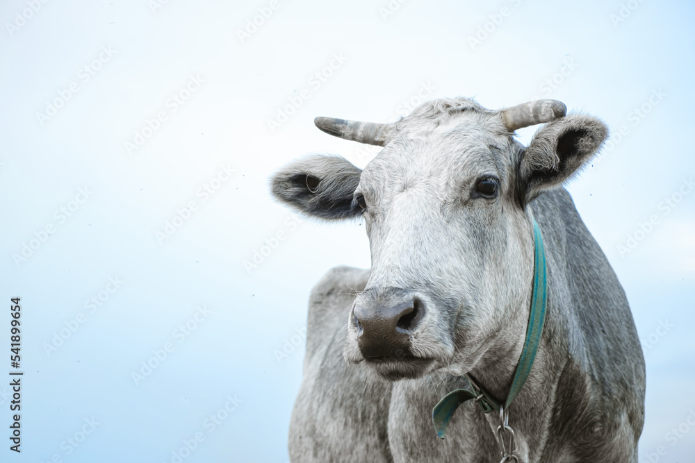 Portrait of grey cow is looking at camera on the sky background. One animal looking at the camera. Cattle farmland. Close-up. Nature life. Livestock in the meadow. Organic food