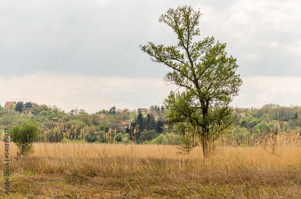 Cane field, panorama landscape. A view of a field covered with dry reeds.