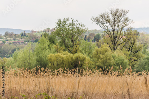 Cane field  panorama landscape. A view of a field covered with dry reeds.