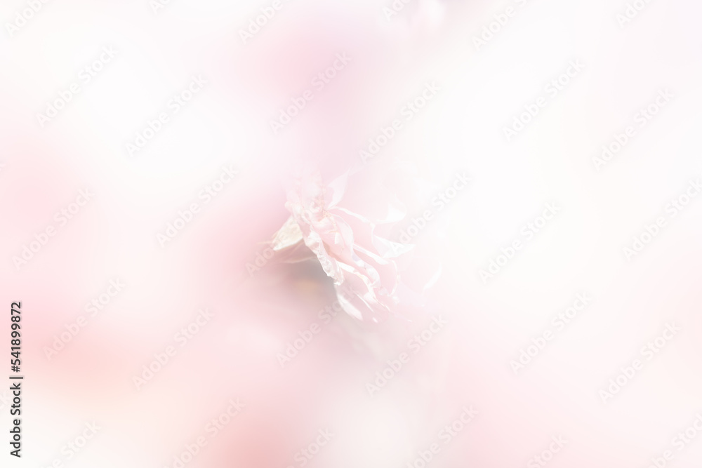 ボケの中のピンクの花 ボケの中のピンクの花