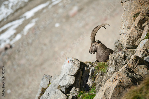 Alpine ibex in its natural habitat photo