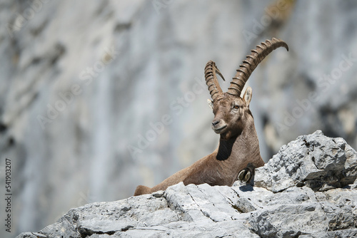 Alpine ibex in its natural habitat