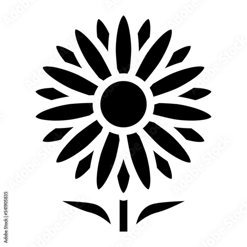 aster flower
