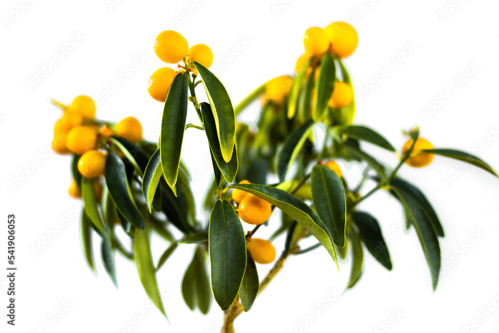 Obraz premium Kumquat with ripe fruits close up on an isolated white background. Citrus room tree. Houseplant tangerine tree