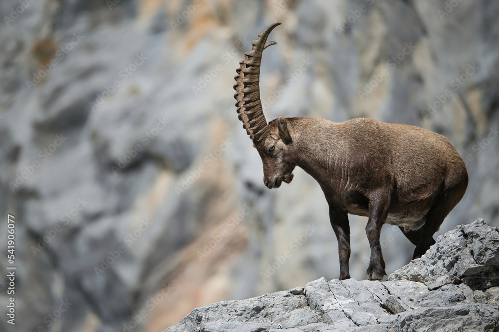 Alpine ibex in its natural habitat Alpine ibex in its natural habitat