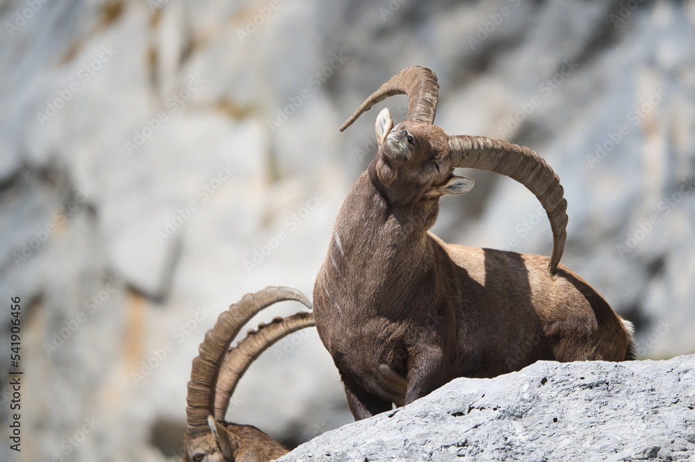 Alpine ibex in its natural habitat Alpine ibex in its natural habitat