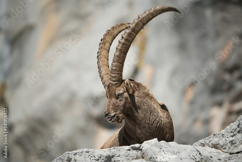 Tableau sur toile Alpine ibex in its natural habitat