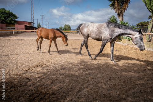 Print op canvas white mare and brown foal grazing in the stable