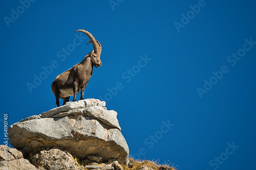 Alpine ibex in its natural habitat © Thomas