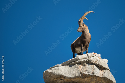 Alpine ibex in its natural habitat photo