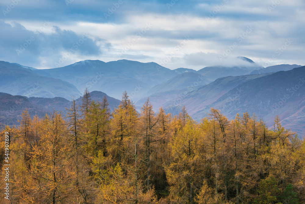Stunning Autumn Fall landscape image of golden larch trees against misty mountains in distance of Lake District Stunning Autumn Fall landscape image of golden larch trees against misty mountains in distance of Lake District