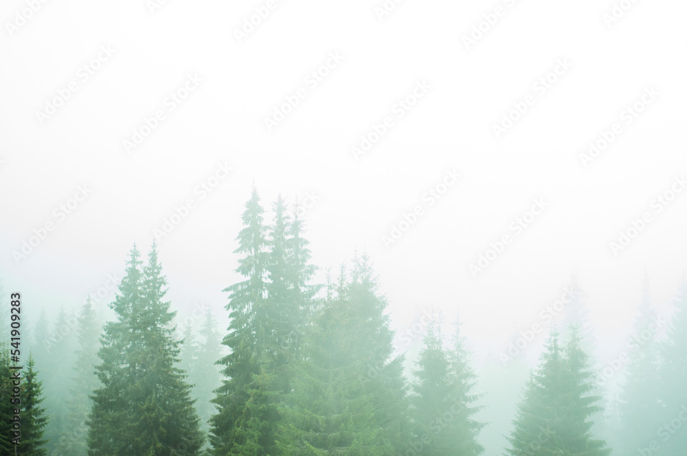 landscape green forest and mountains fog covers receding silhouettes of trees travel rest recovery in nature outdoor vacation in the Carpathians space for text atmosphere wallpaper screensaver pattern
