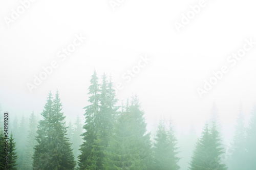 landscape green forest and mountains fog covers receding silhouettes of trees travel rest recovery in nature outdoor vacation in the Carpathians space for text atmosphere wallpaper screensaver pattern © Hordina Anastasia 