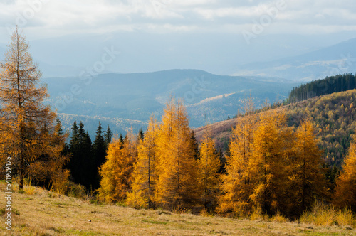 landscape autumn in the mountains colored coniferous forest yellow and green in the Carpathians pines firs, Larix, Pinaceae wallpaper screensaver blue sky tourism travel nature beauty