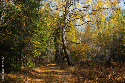 Autumn landscape of a forest with a road passing through it. A birch tree with yellow leaves in the rays of the sun stands on the side of a forest path.