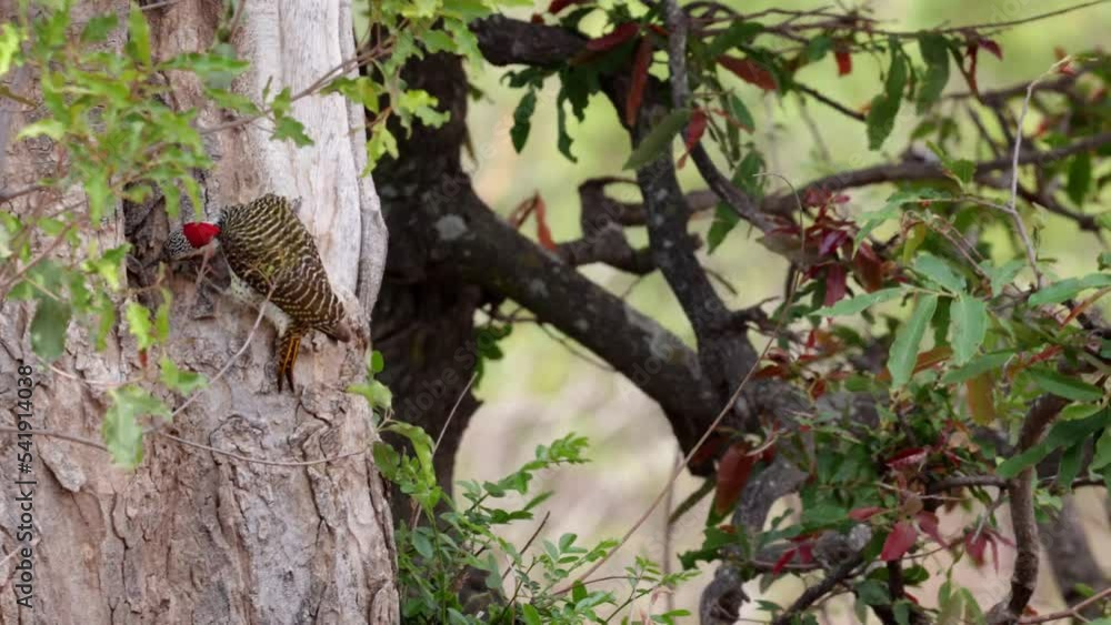 A Bennetts woodpecker inspecting a tree A Bennetts woodpecker inspecting a tree