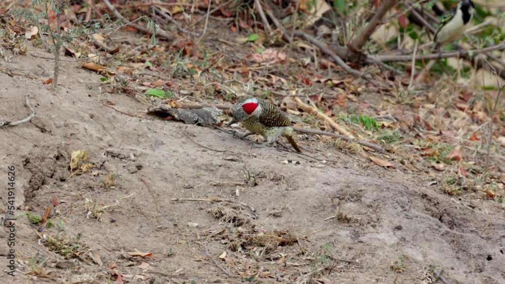 A Bennett's woodpecker digging for the next meal A Bennett's woodpecker digging for the next meal