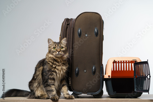 kitten with beautiful big green eyes and cat carrier