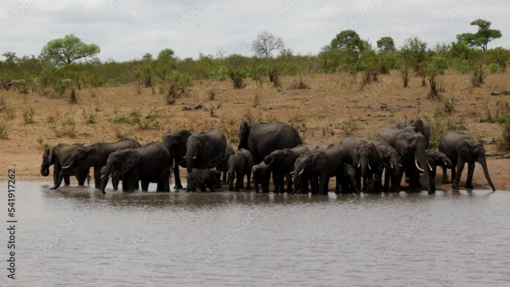 Huge herd of African elephants drinking water Huge herd of African elephants drinking water