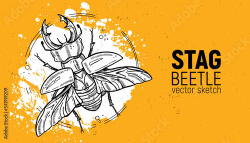 Horned stag beetle (lucanus cervus). Sketch drawn by hand.