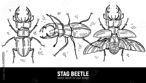 Horned stag beetle (lucanus cervus). Sketch drawn by hand. photo