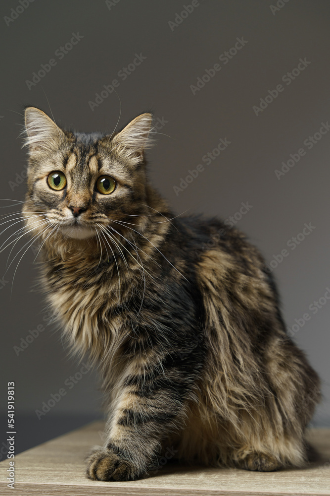 Obraz premium Funny large longhair kitten with beautiful big green