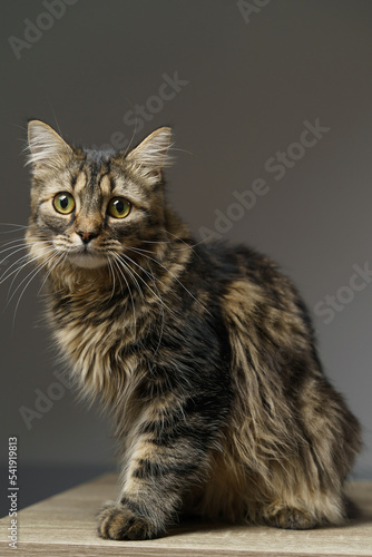 Funny large longhair kitten with beautiful big green