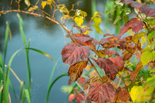 Autumn leaves on the background of the river.