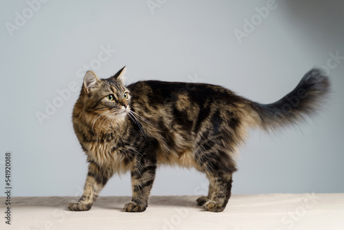 Funny large longhair kitten with beautiful big green eyes