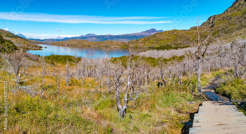 Hiking trail towards Torres Peaks surrounded by austral dead forests in Torres del Paine National Park  Patagonia  Chile  at sunny day and blue sky