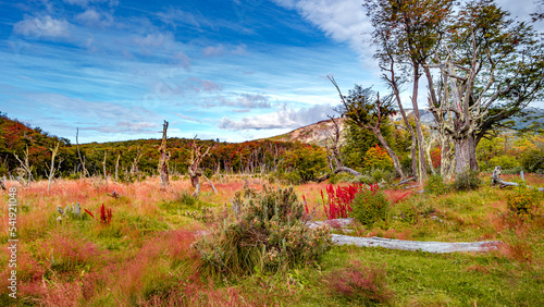 Panoramic with magical austral Magellan sub polar forests and peat bog covered with moss in Tierra del Fuego National Park, Beagle Channel, Patagonia, Argentina, in Autumn colors.