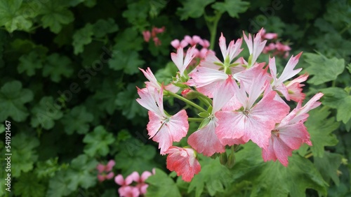 pink flower in the garden