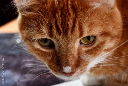 Closeup portrait of the head of a red cat with beautiful eyes