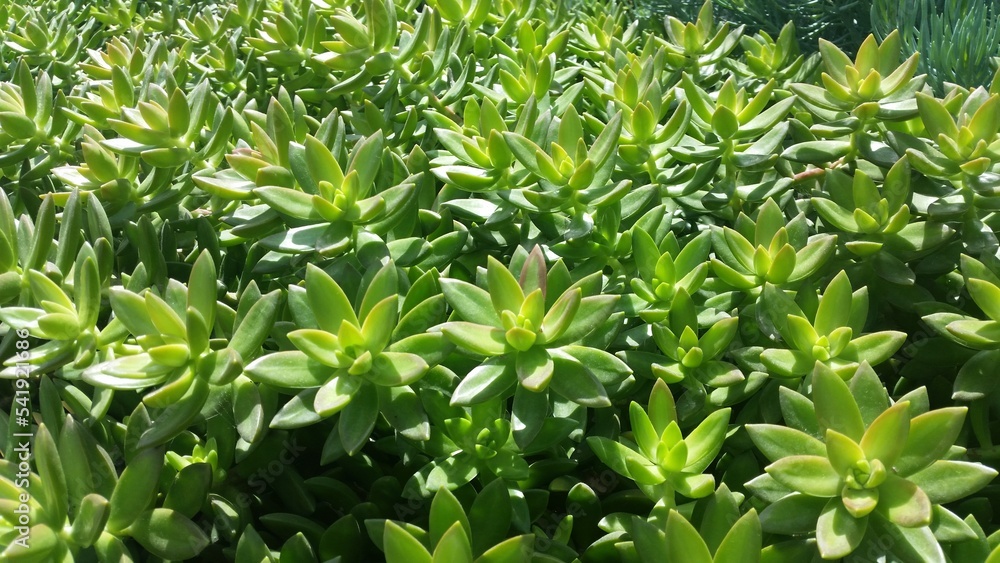 green grass in the wind