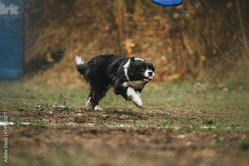 beautiful dog playing frisbee disc flying dog on a beautiful background sport is life