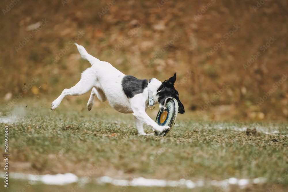 beautiful dog playing frisbee disc flying dog on a beautiful background sport is life