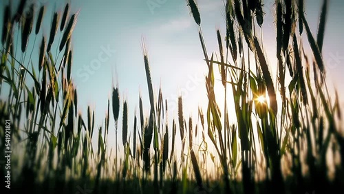 ears of wheat field at sunset background