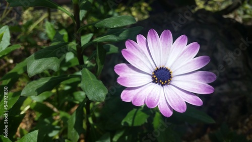 Osteospermum, daisybushes or African daisies Purple, white chasing.