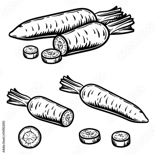 Vector illustration of a carrot in engraving style. Half and slice of carrot isolated on white background.