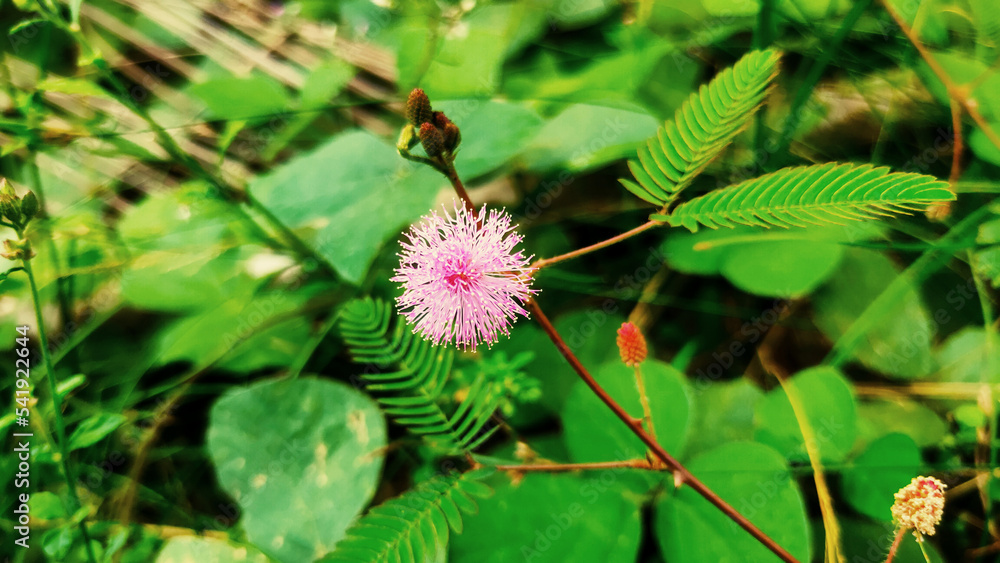pink flower with blur green background pink flower with blur green background
