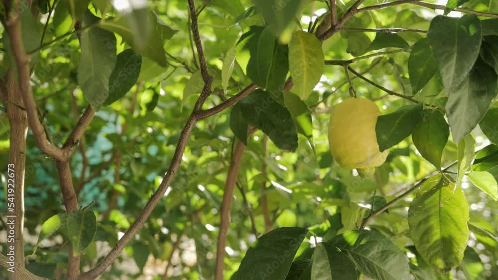 A ripe lemon hangs on a branch in the sun. Advertisement for lemon juice. Lemon freshness. High quality 4k footage A ripe lemon hangs on a branch in the sun. Advertisement for lemon juice. Lemon freshness. High quality 4k footage
