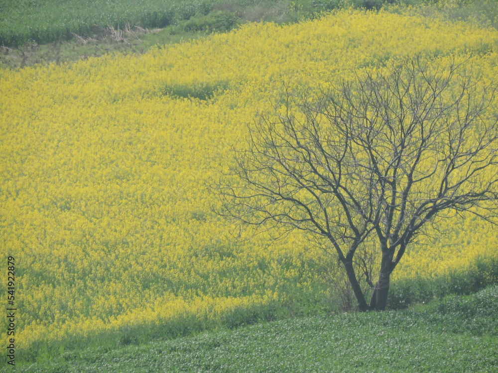 field of yellow flowers, dandelions, 