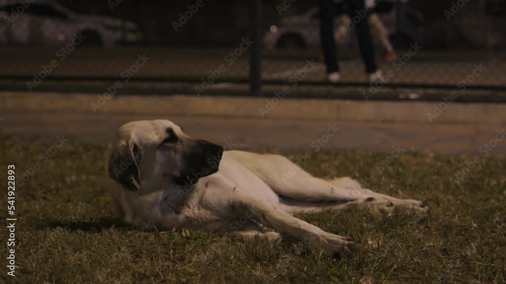 the dog lies on the grass at night on the grass in front of the basketball court. High quality 4k footage the dog lies on the grass at night on the grass in front of the basketball court. High quality 4k footage