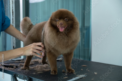Grooming pet dog and animal for haircut by professional the hygiene , dog have happiness and funny , relax by spa