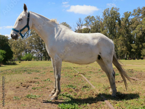 caballo pampeano. photo