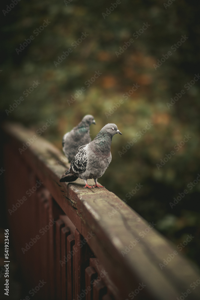 Obraz premium pigeon on a fence