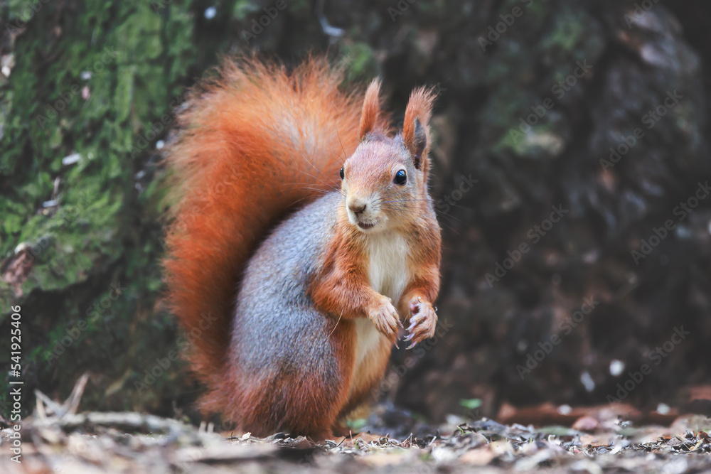red squirrel, Sciurus vulgaris, Autumn, nut and dry leaves red squirrel, Sciurus vulgaris, Autumn, nut and dry leaves